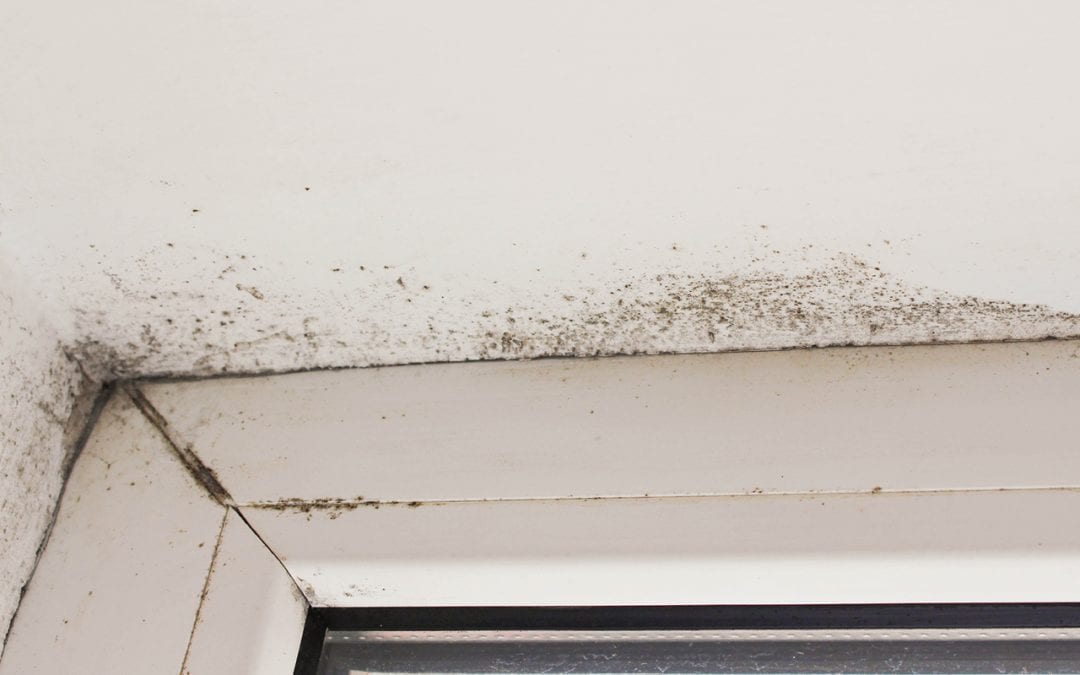 mold in your home