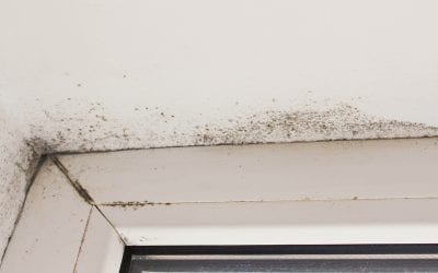 The Hidden Dangers of Mold in Your Home