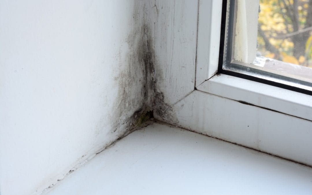 signs of mold at window