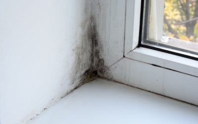 5 Signs of Mold: Do You Have a Mold Problem?
