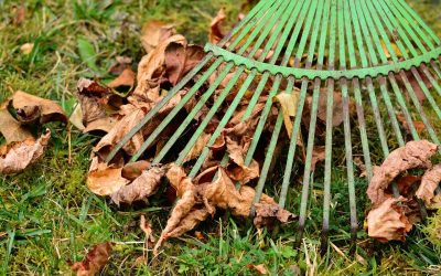 5 Essential Tips for Fall Lawn Maintenance