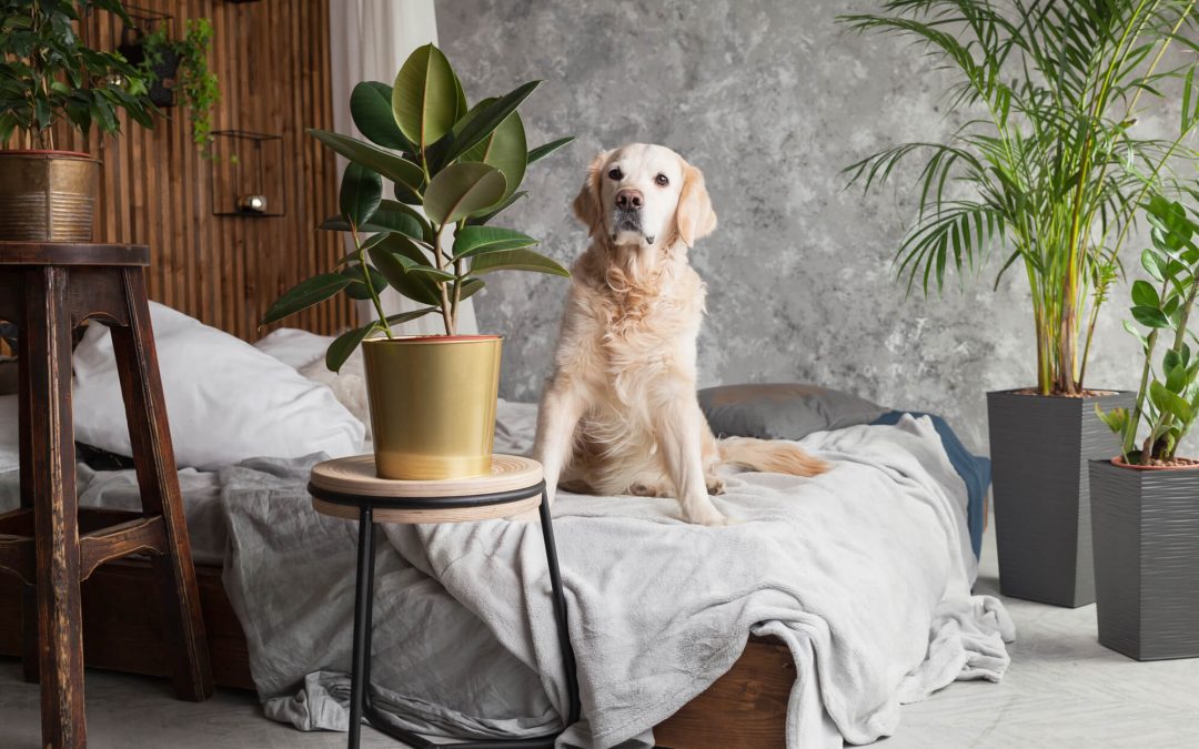 Creating a Pet-Friendly Home for You and Your Pets