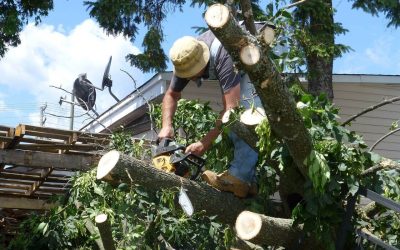 When to Remove a Tree from Your Property